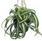 Bonnie Curly Spider Plant -Cleans the Air - 6" Hanging Basket